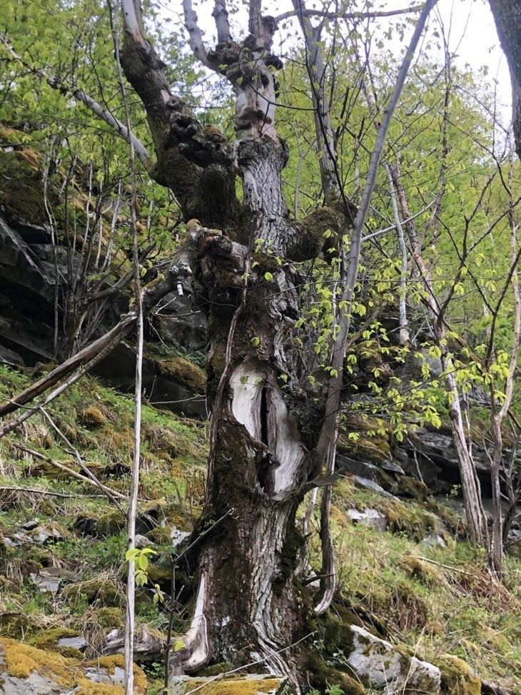 Denne gamle almen bur i området som no er tilbydd til frivillig skogvern. Det er påvist fire raudlisteartar i Lykkja som treng gamal alm for å overleve. Alma er ein varmekjær art som ikkje trivst kor som helst i fylket vårt. Foto: Statsforvaltaren i Vestland/ Maria Knagenhjelm.