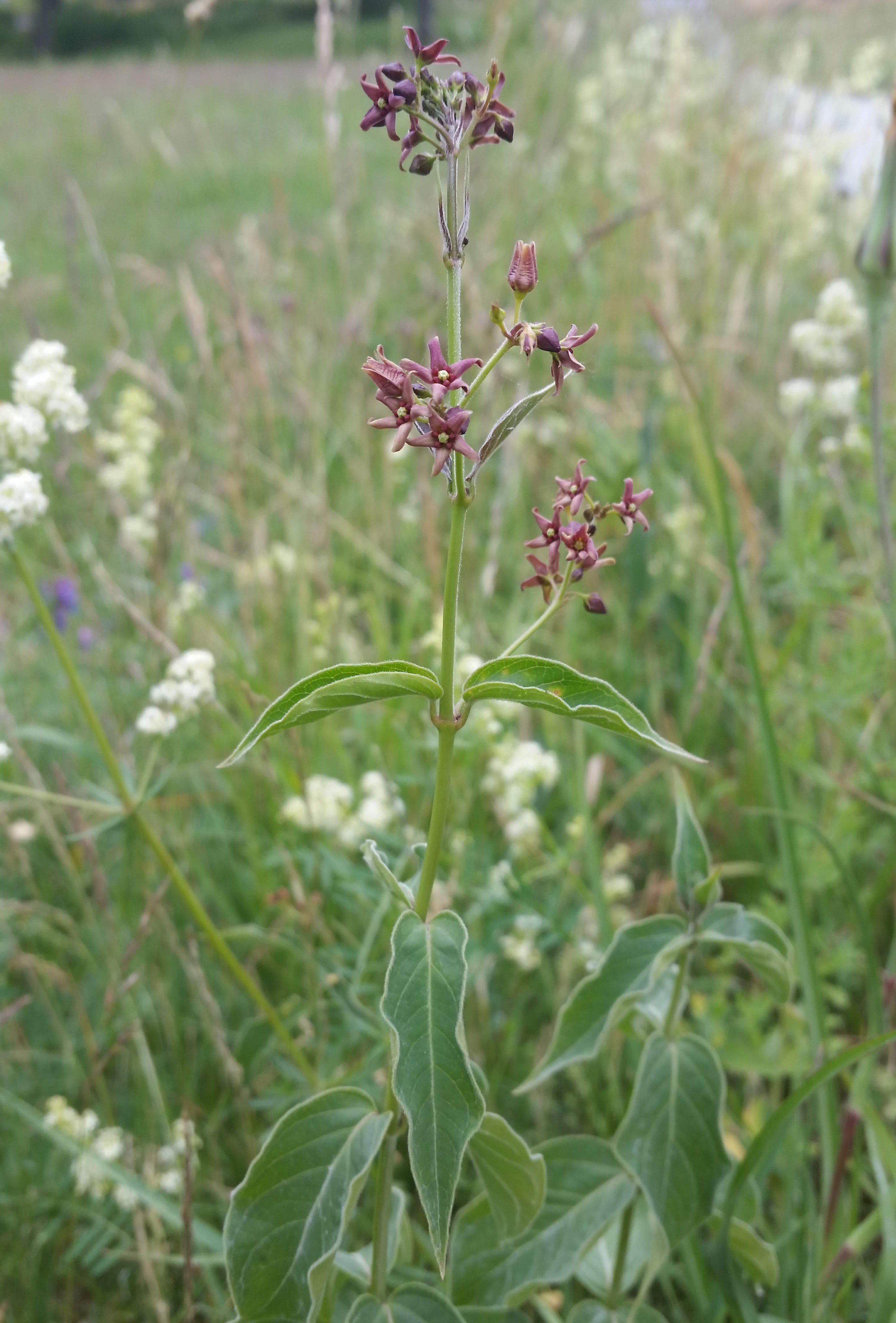 Russesvalerot i blomst 