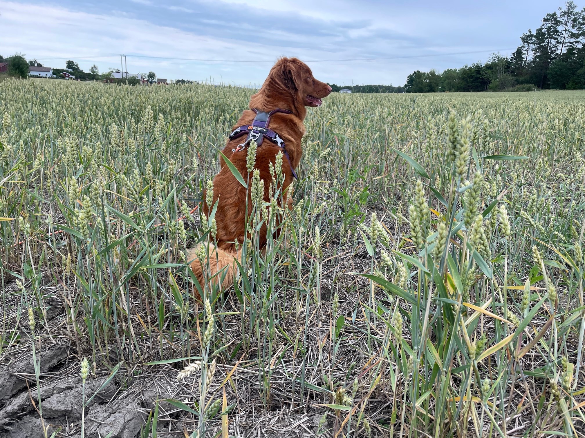 Tørkeskadet hveteåker med hund
