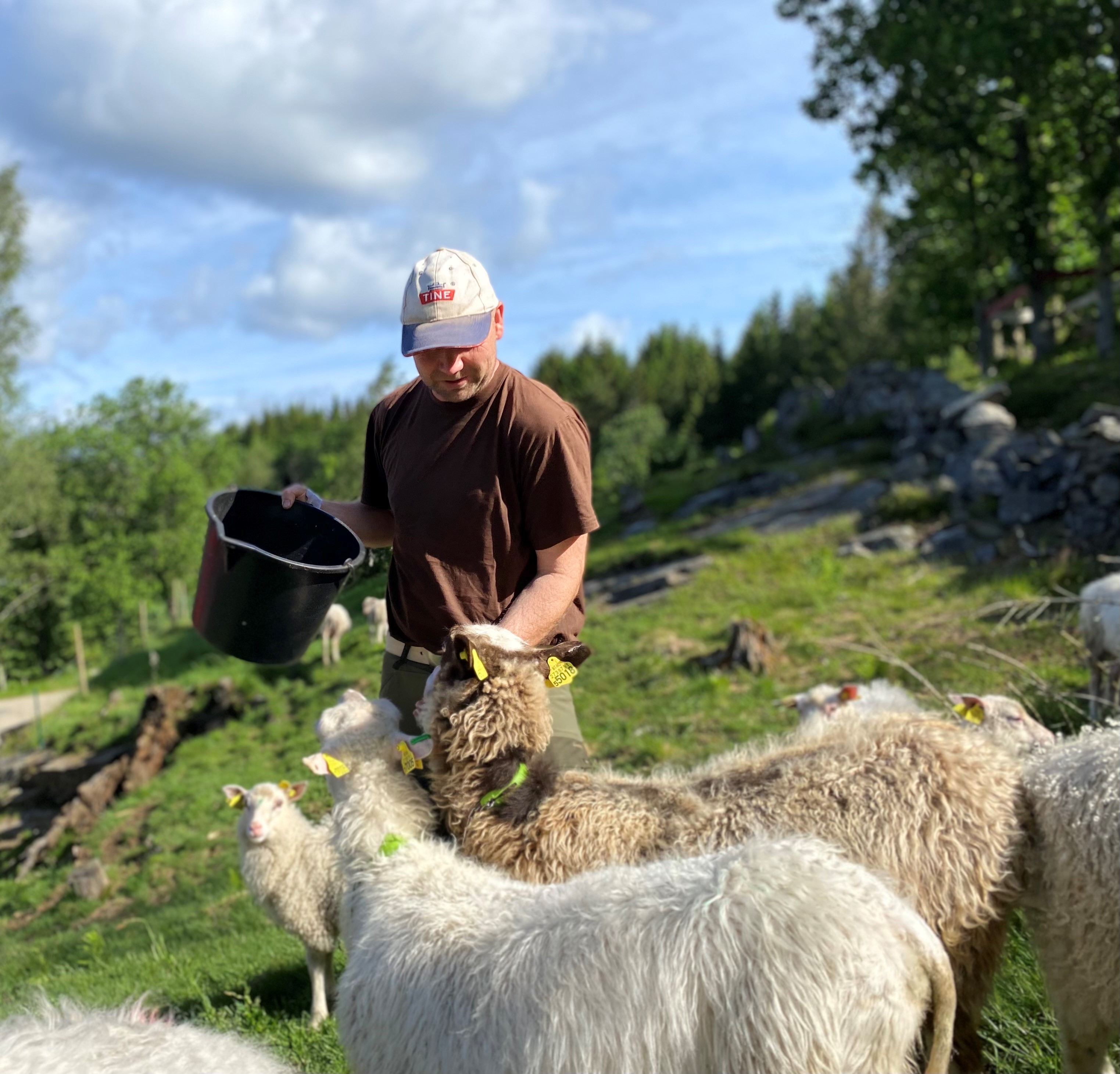 Christian Espegren sender snart sauene sine på skogsbeite.