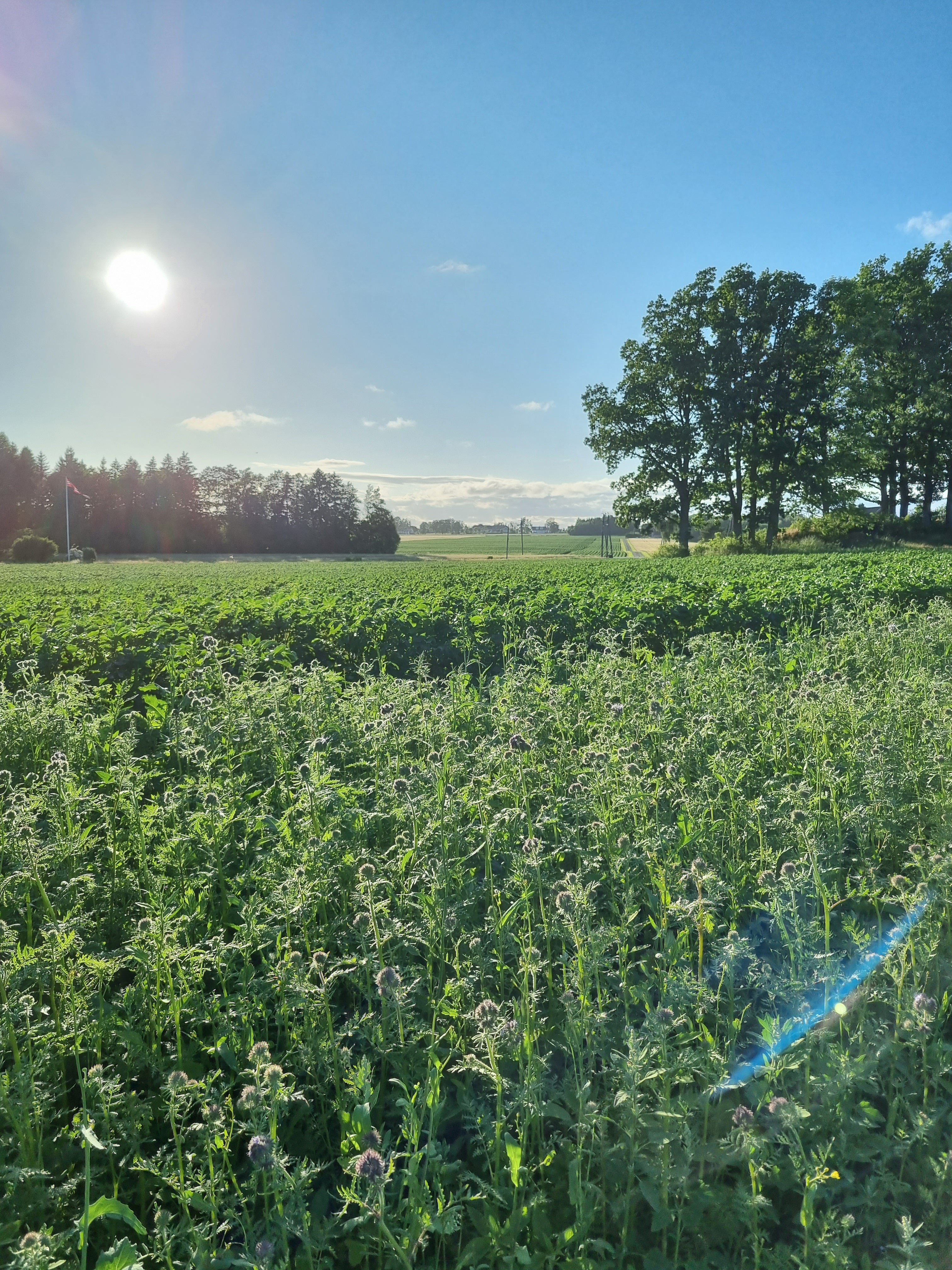 Potetåker, sol og pollierende sone
