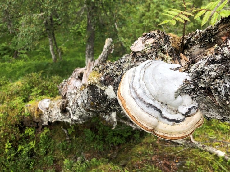 Kjuker er sopp som lever på tre. Nokre er parasittar på levande tre, men dei fleste lever av å bryte ned døde eller døande tre. Når veden blir brutt ned kan andre artar nytte treet betre. Utan kjuker blir det rett og slett færre stadar å leve for dei mange artane som trivst i skogen. 