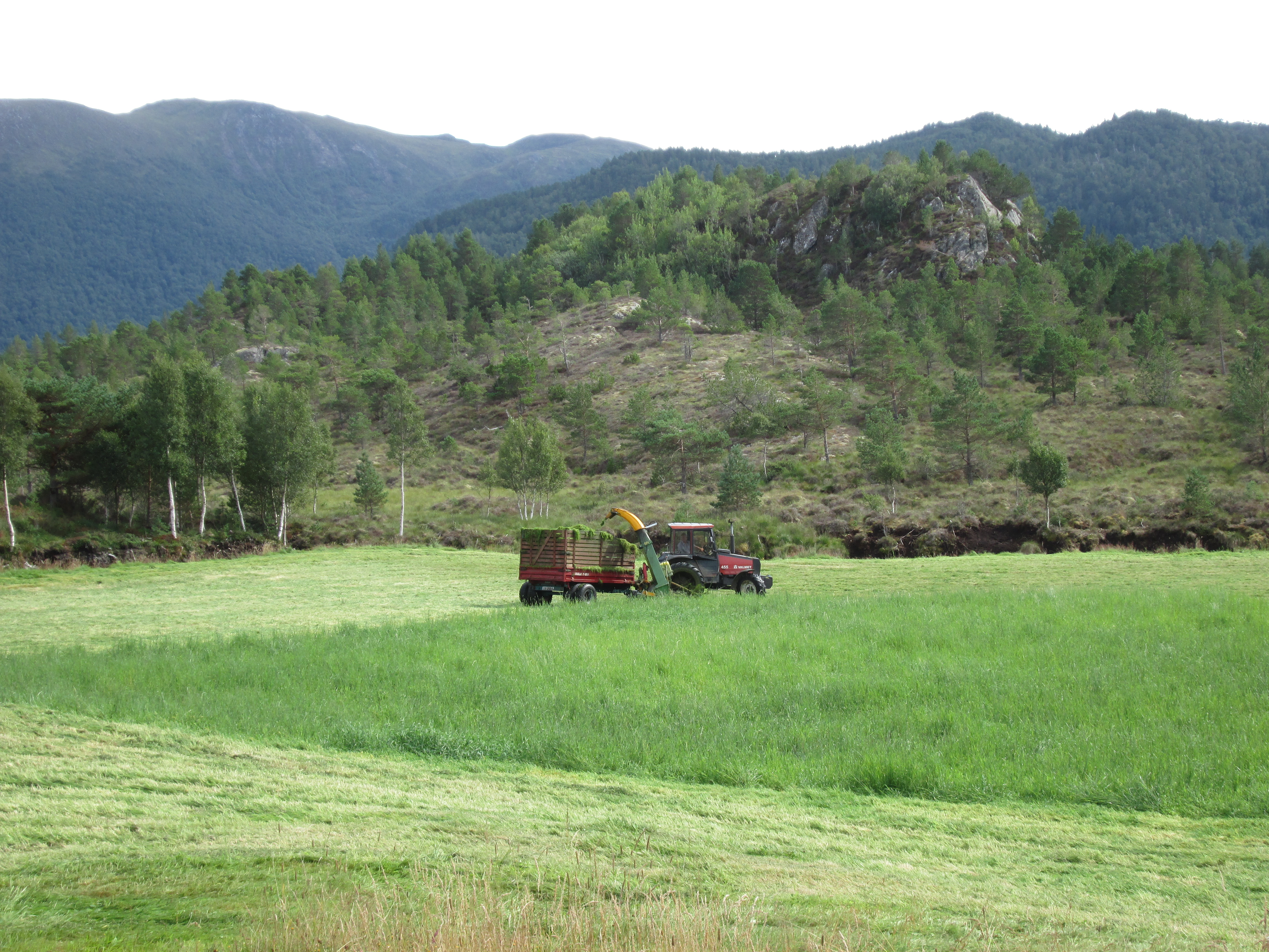 Bilde som viser eit areal med grasproduksjon som blir driven. Her med traktor og fôrhaustar. 