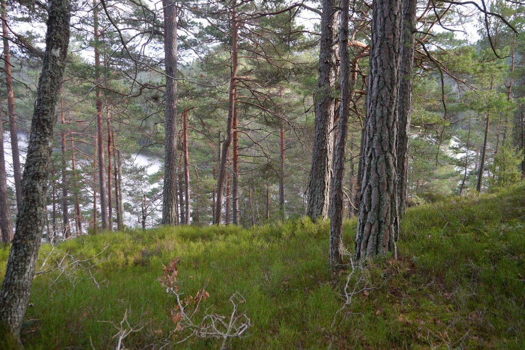 Eldre furuskog på god bonitet i Bjønnkjenn naturreservat