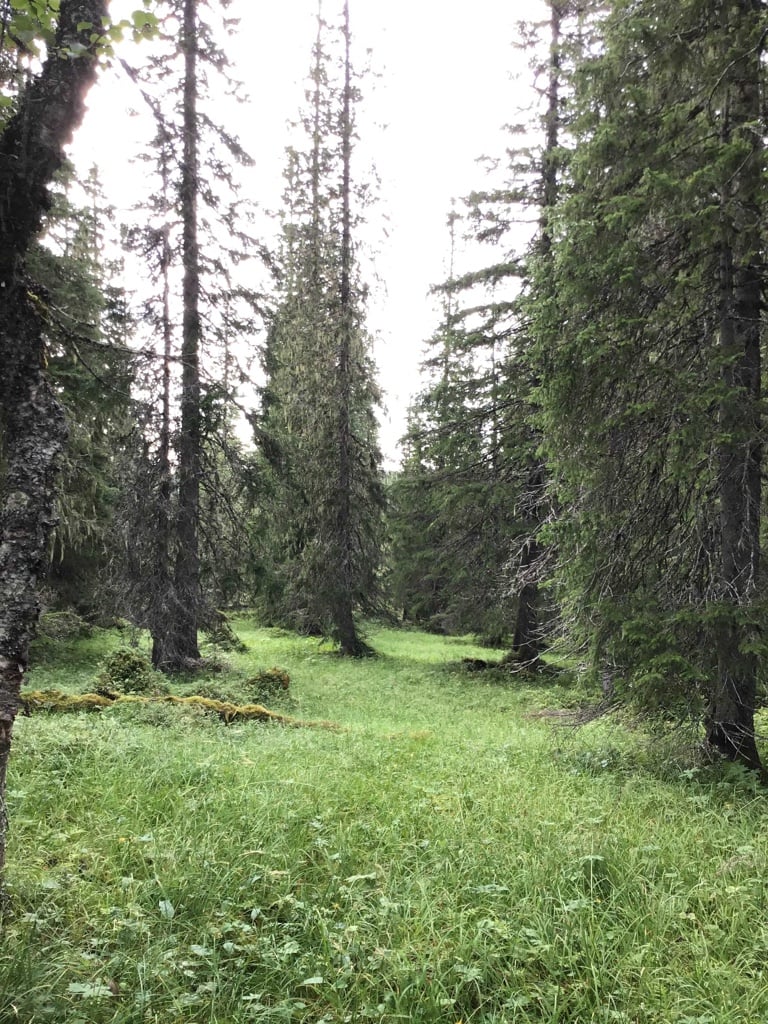 Fra de rike granskogene i Korngrosletta naturreservat. Foto: Solfrid Helene Lien Langmo, BioFokus.