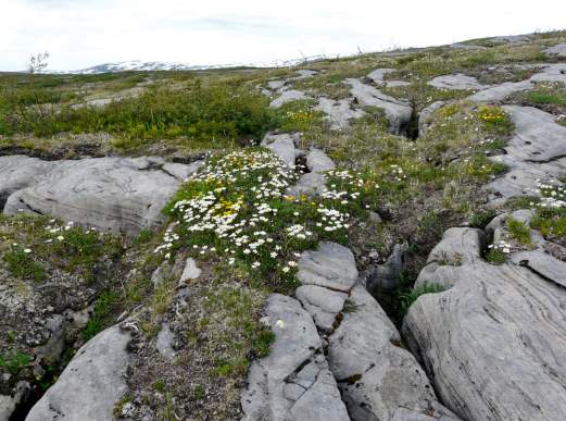 (Opphavsrett: fmnokma) (Foto: Kjell Eivind Madsen, fmno) Láhku nasjonalpark