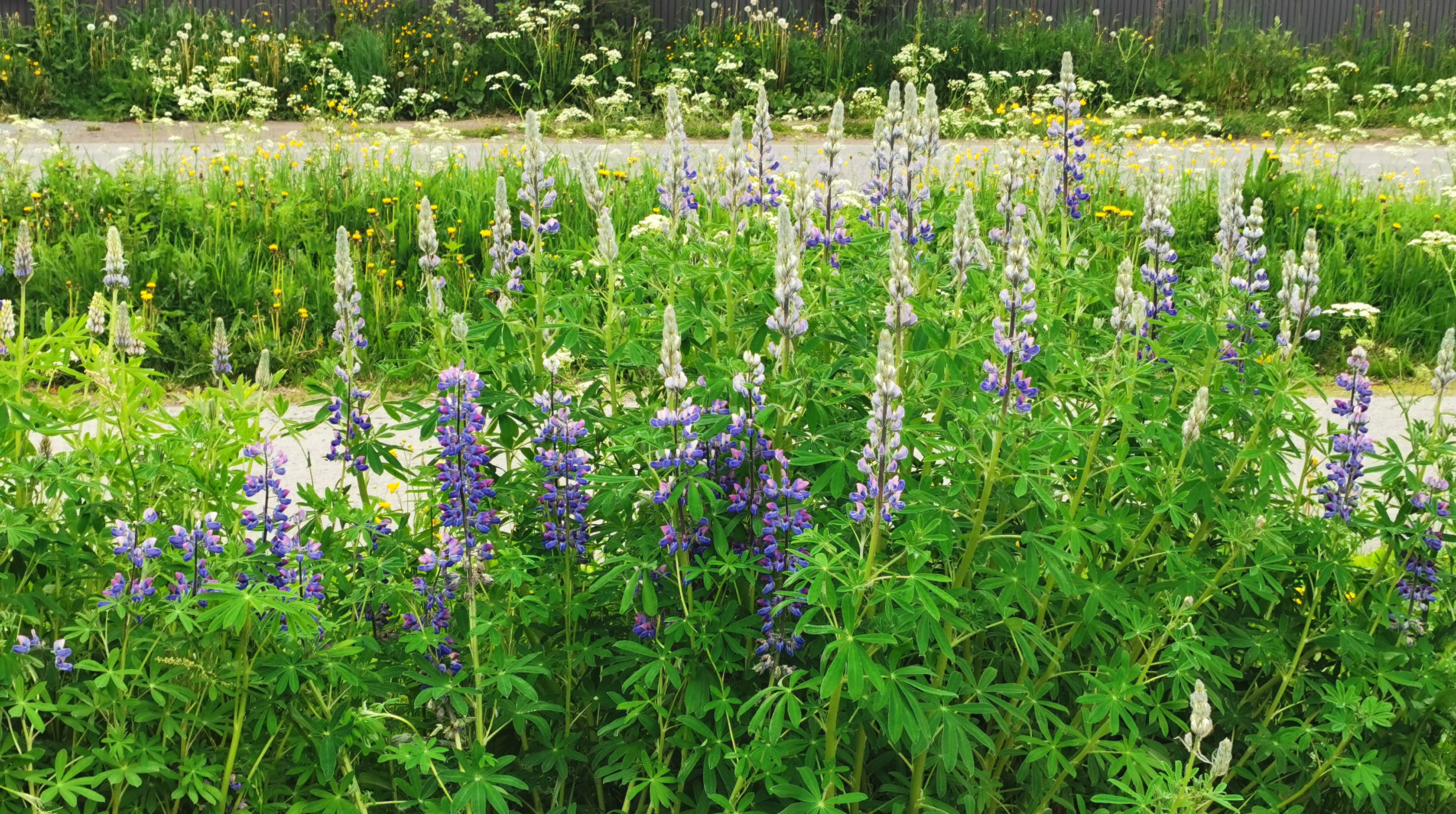 Blomster i veikanten