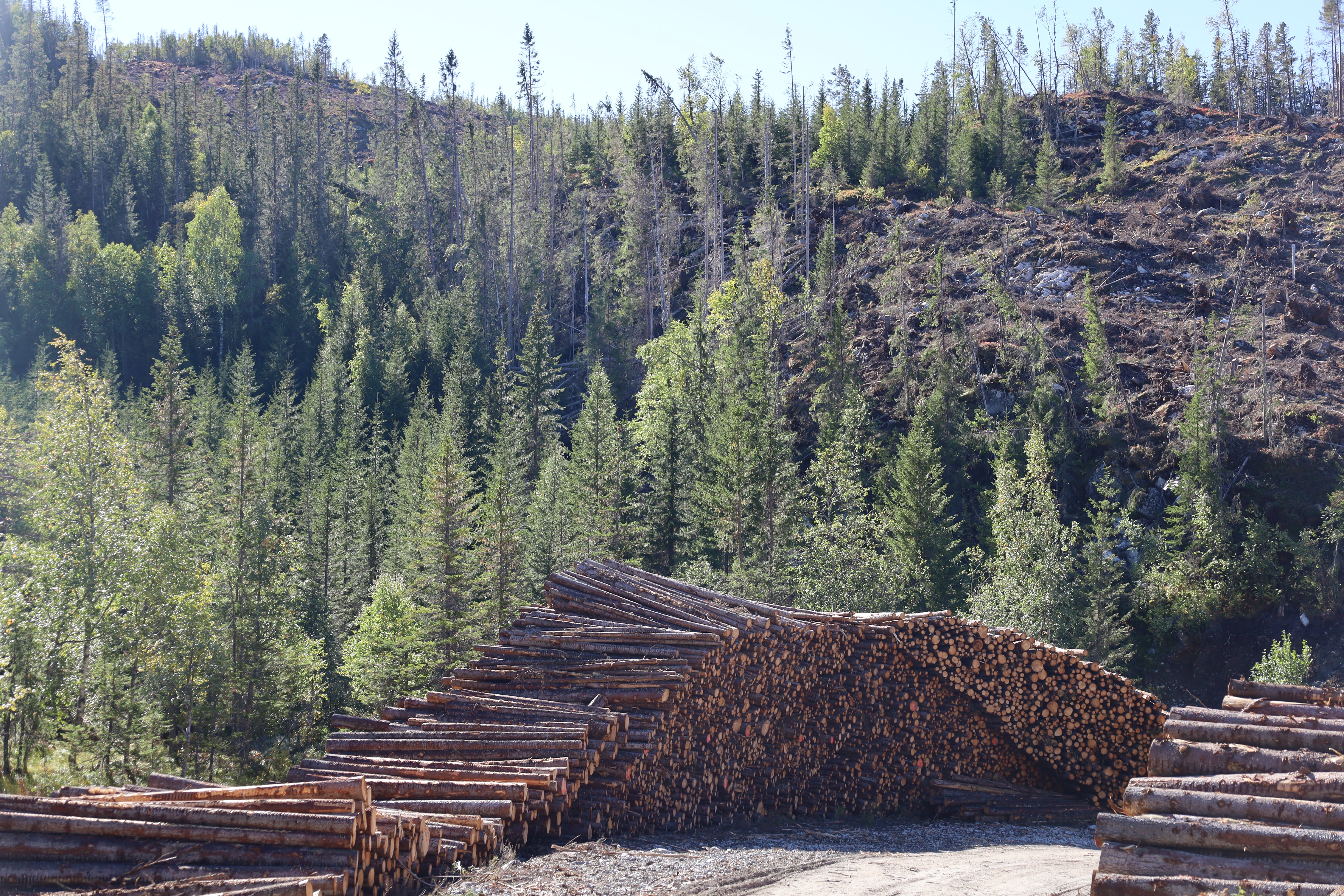 Mye skog blåste ned under stormen 19. november 2021. Oppryddingen pågår fortsatt for fullt i Nore og Uvdal kommune.
