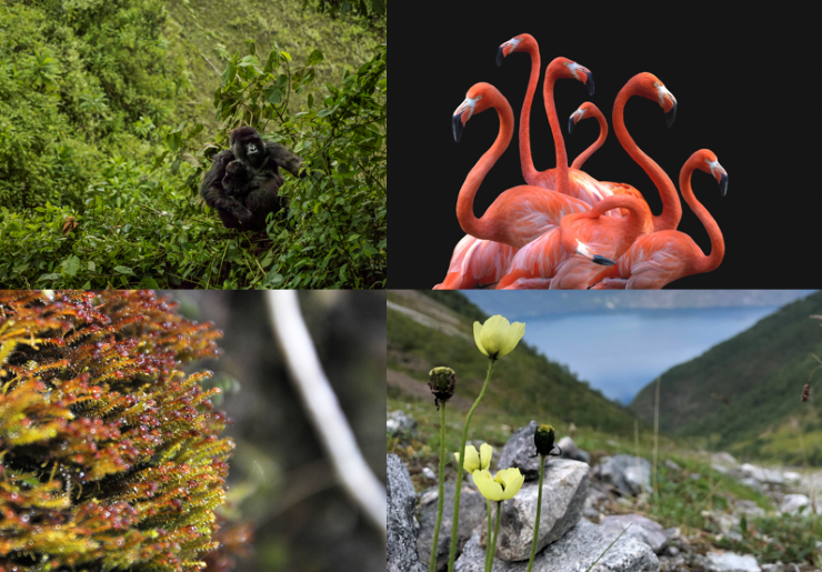 Det er lett å være einig i at fjellgorillaer og flamingoer er verdifulle artar i verda. Noreg har like sjeldne og truga artar som har same status som førstnemnte. Noreg har eit stort ansvar for å ta vare på mose og lav som resten av verda ikkje har. 