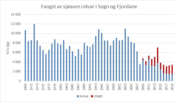 Fangst av sjøaure i vassdrag i Sogn og Fjordane