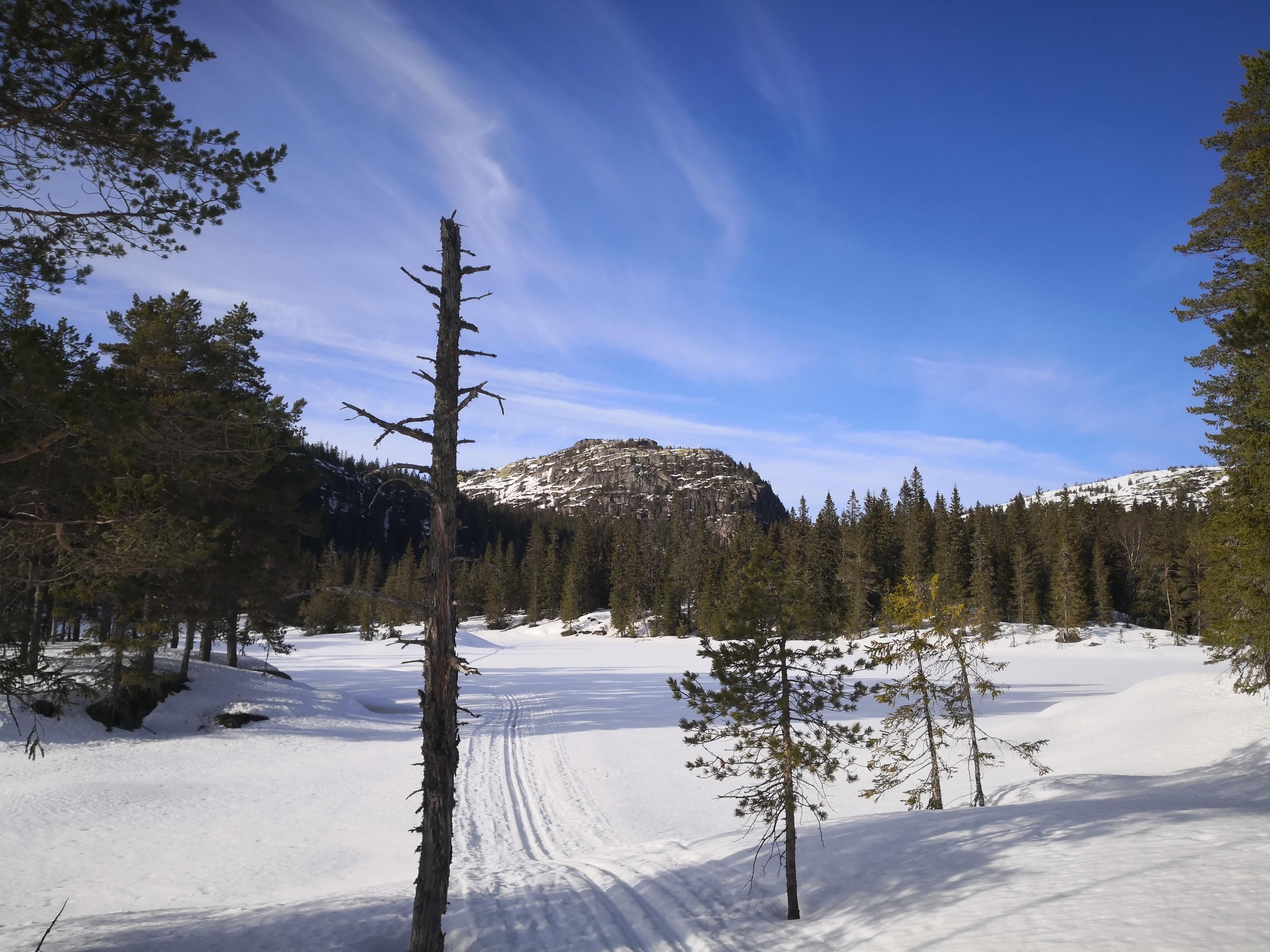 Bildet viser en skiløype i skoglandskapet i Skrim og Sauheradfjella naturreservat. 