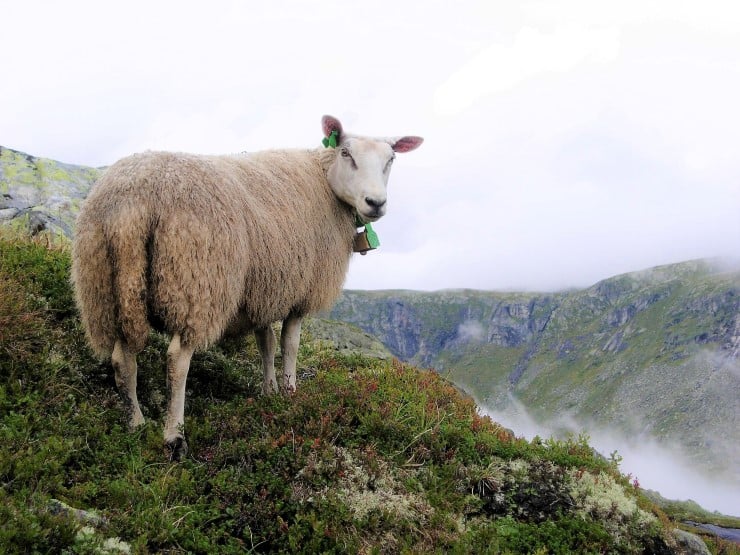 Sau på fjellbeite, lyng, fjell, skodde, overskya