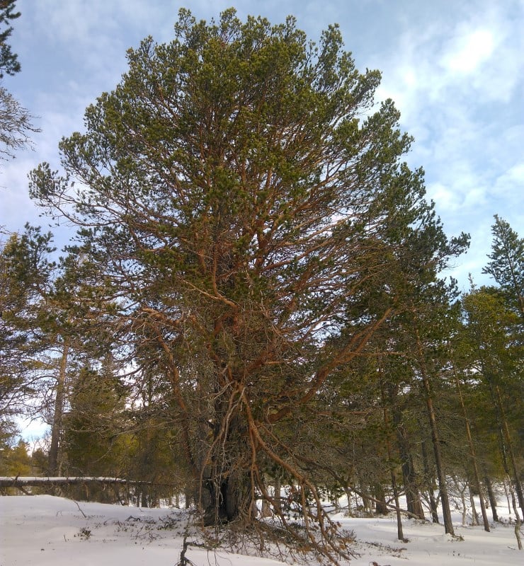 Berdalen naturreservat har trua, sjeldan og sårbar natur i eit lite påverka skogsområde i Lærdal. Her er storvaksen og urskogprega boreal barskog utan spor etter menneskelege inngrep. Området har mykje død ved og spor av sot etter brann i tidlegare tider på gamle furugaddar.