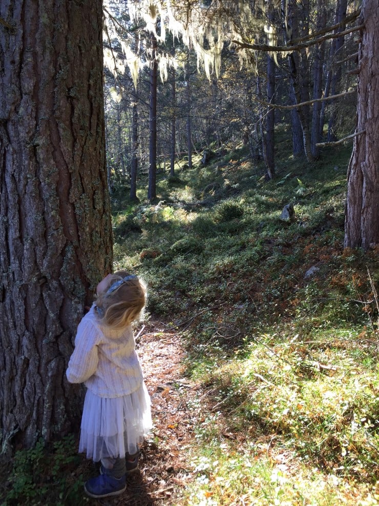 Å ta vare på gamal skog er noko av det viktigaste vi kan gjere for å redusere tapet av biologisk mangfald i fylket. Hengelav trivst på gamle tre, og om vinteren er det mange insekt og edderkoppdyr som bur i hengelaven. Det gjer også at overvintrande fugl har matfatet sitt her. Utan gamle tre blir det såleis færre fugl. 