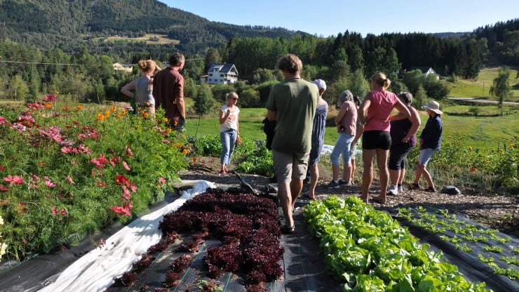 Markvandring på Bøtun gard i Luster sommaren 2021 var til stor inspirasjon for dei ferske marknadshageprodusentane frå Vestland 