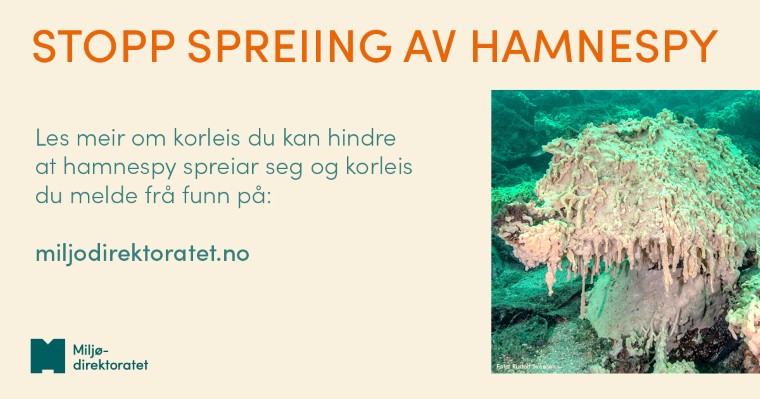 Informasjonsplakat for å hindre spreiing av hamnespy