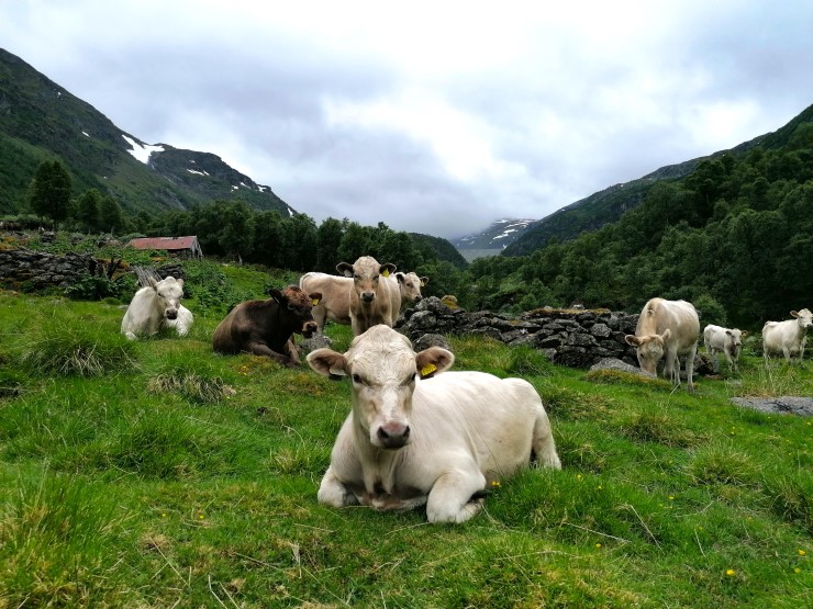 Vestlandsk fjordfe på stølsbeite i Låvisdalen i Aurland kommune