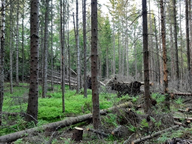 Skog
