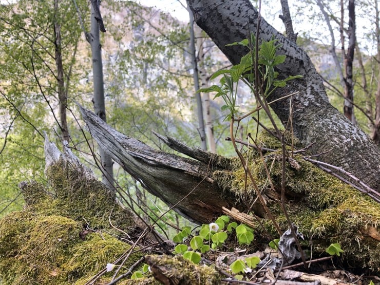 Dødsårsaken til eit tre dør kan avgjere kva slags artar som busett seg der. Sjeldne, truga og sårbare artar treng ulike treslag, tre med ulik dødsårsak, liggjande eller ståande tre eller eit utval av kor mykje sol og skugge det er på plassen. I Lykkja er det døde tre i alle nedbrytingsfasar, noko som gjev godt grunnlag for liv for insekt, mose, lav og virveldyr.