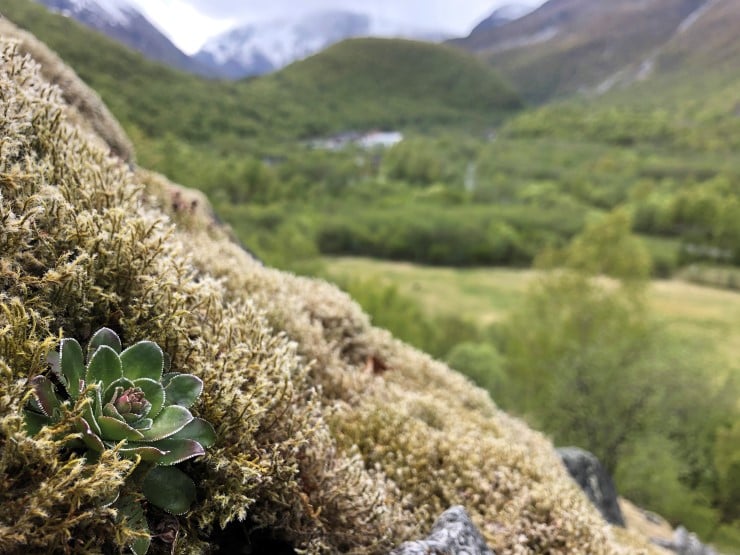 Bergfrue trivst godt i Lykkja. Den vart utpeikt til Noregs nasjonalplante i 1935, ein status den seinare måtte dele med røsslyngen. Bergfrua har mange namn, mellom anna fjelldronning. Sidan leveområdet til bergfrua i Europa i all hovudsak er i Noreg har vi eit spesielt ansvar for denne arten. Den er ikkje truga. 