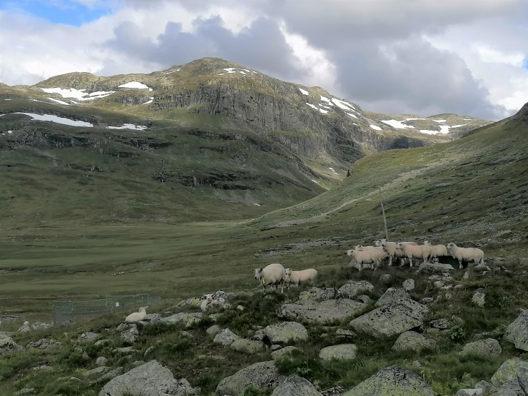 Sau på utmarksbeite i Fødalen