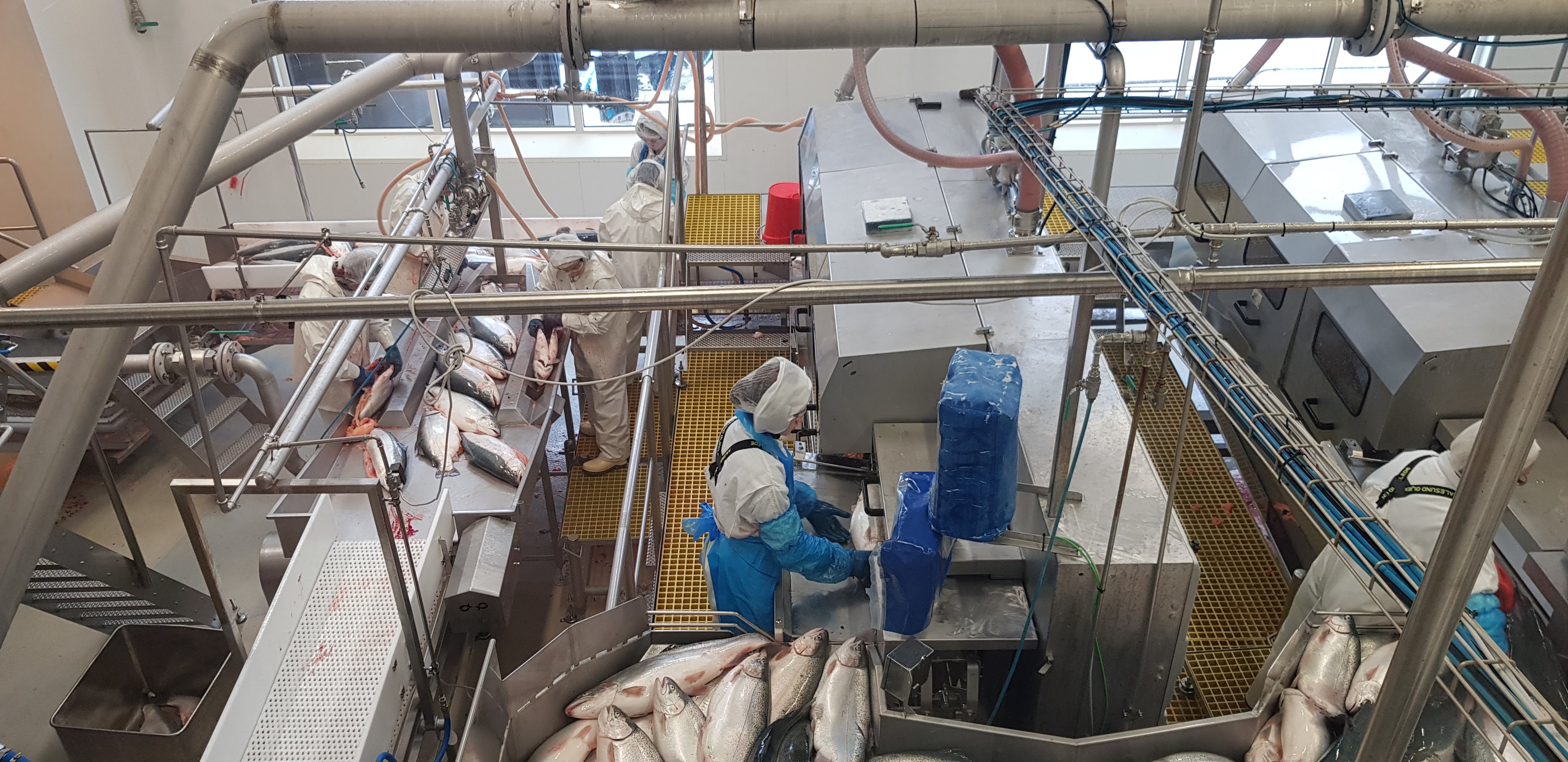 Fiskeforedlingslinje, røyr i tak og tilsette med kvite hårnett.