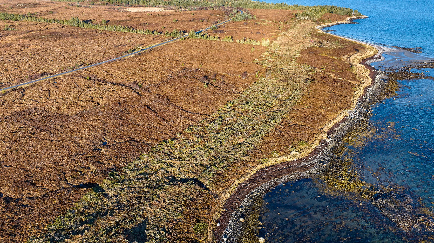 Malesanden etter hogst. LavopplMalesanden, Harøya 0651.jpg