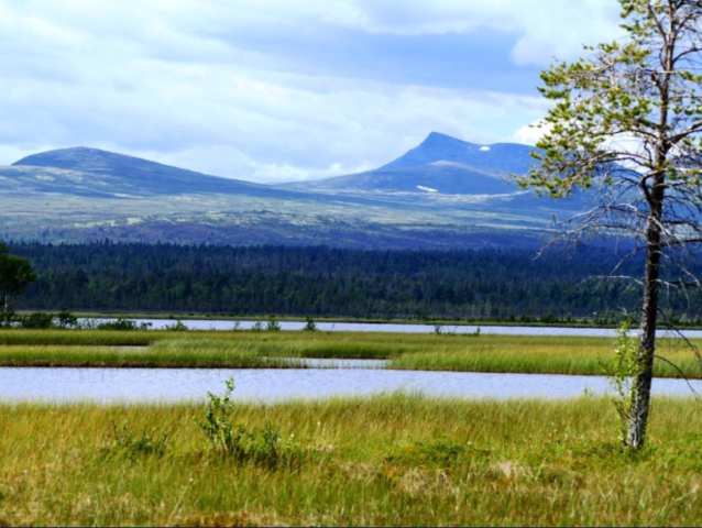 Bilde fra Vestre Tjønnan i Tufsingdeltaet naturreservat i Os kommune.