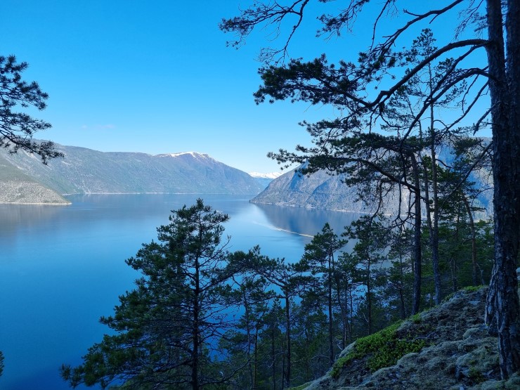 utsyn mot fjorden med furutre i framgrunnen