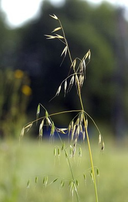 Planten Floghavre. Et problemugras