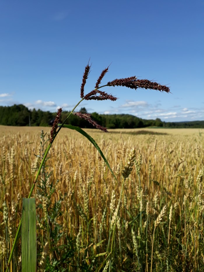 Bilde av planten Hønsehirse, et problemugras. 