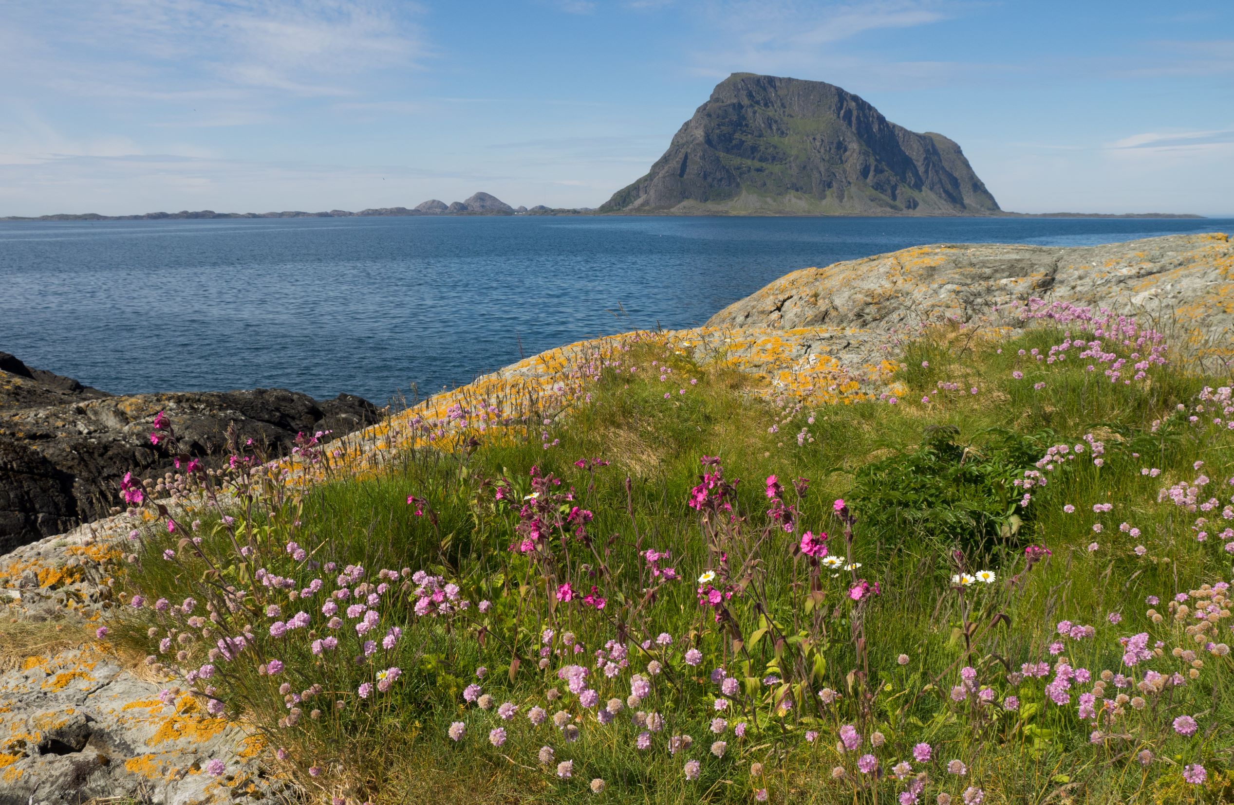 Rosa blomar og sparsomt gras på svaberg med sjø bak. I bakgrunn fjell med profil som hesterygg som stikk opp av havet. 