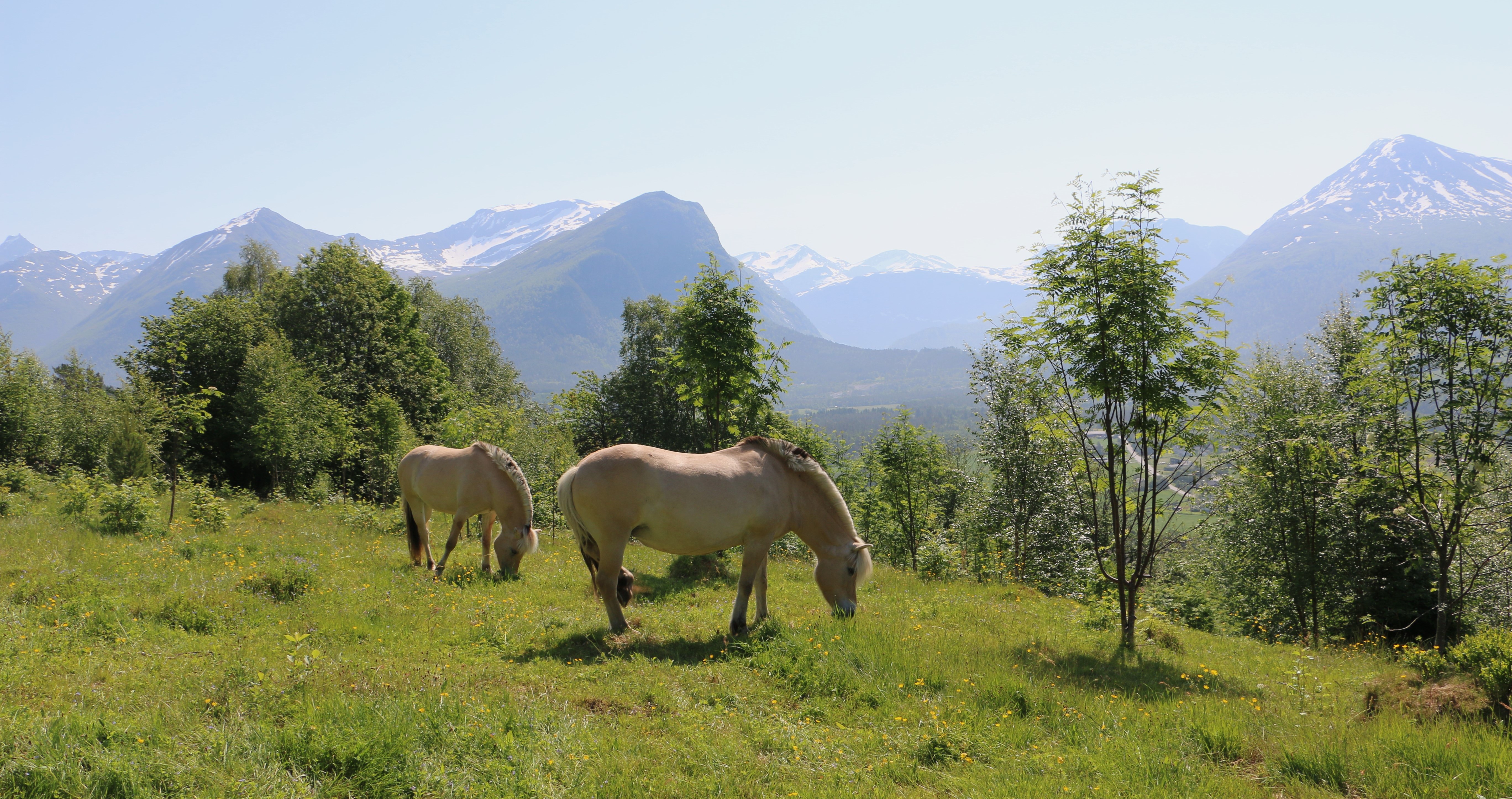 Bilete som viser hestar på beite i Isfjorden, Rauma kommune.