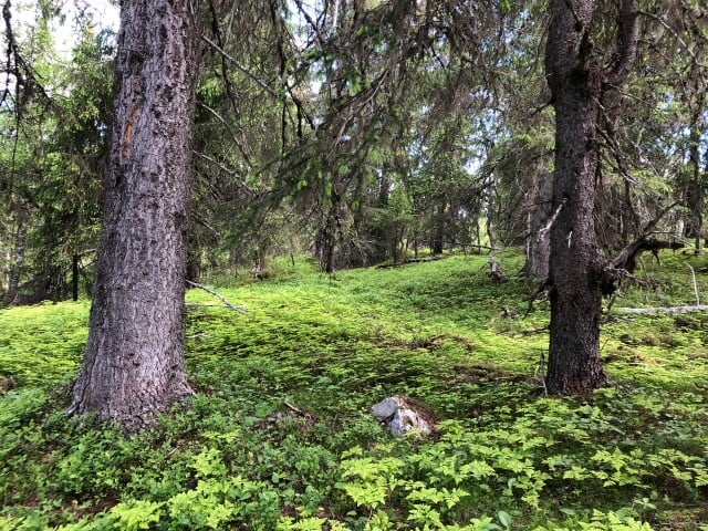 Rik gammel granskog i Viengskletten naturreservat.