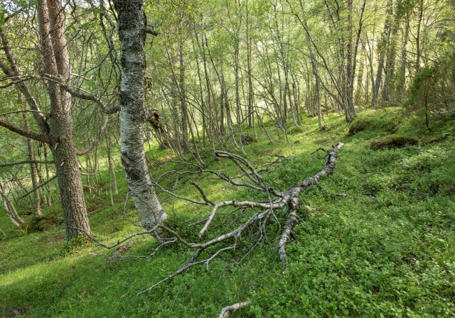 Blåbærskog ved Ytste-Skotet. Foto: Øivind Leren.
