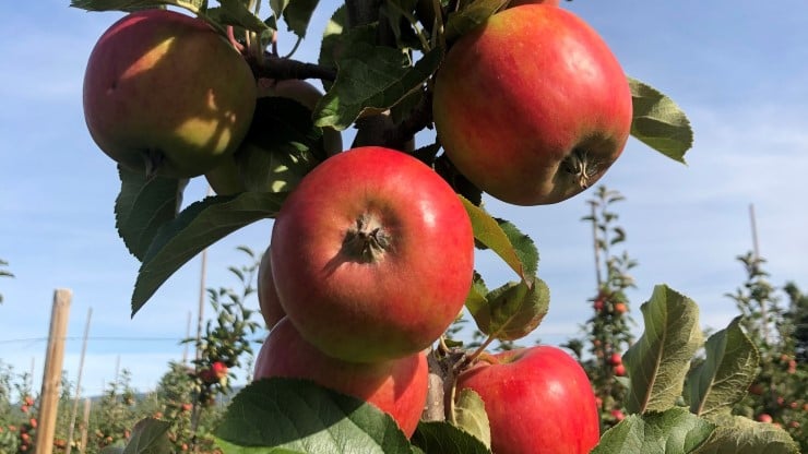 Epletre med raude epler. Blå himmel.