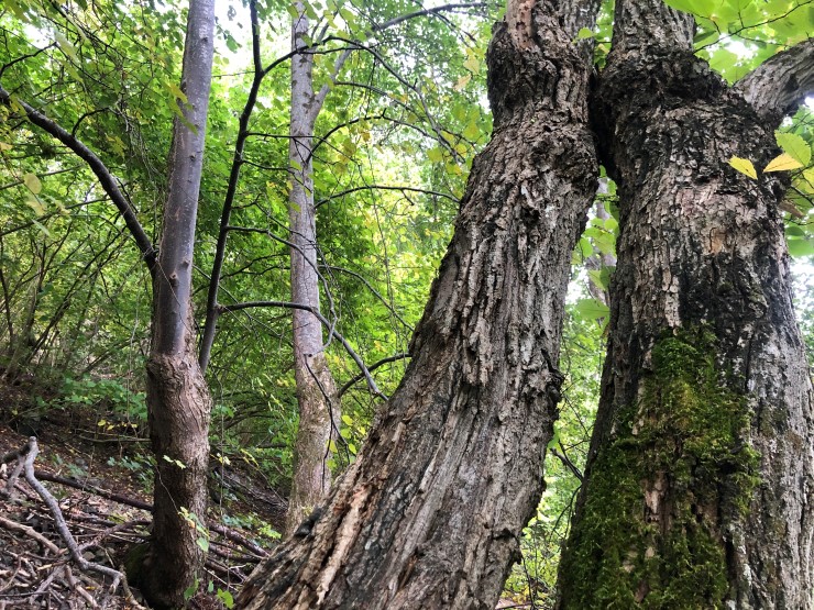 Tilbodsarealet på Loftesnes er stadvis bratt og utilgjengeleg for folk. Området gjev likevel gode levekår for lind, hassel og osp og alle artane som treng gamle og døde tre for å overleve. 