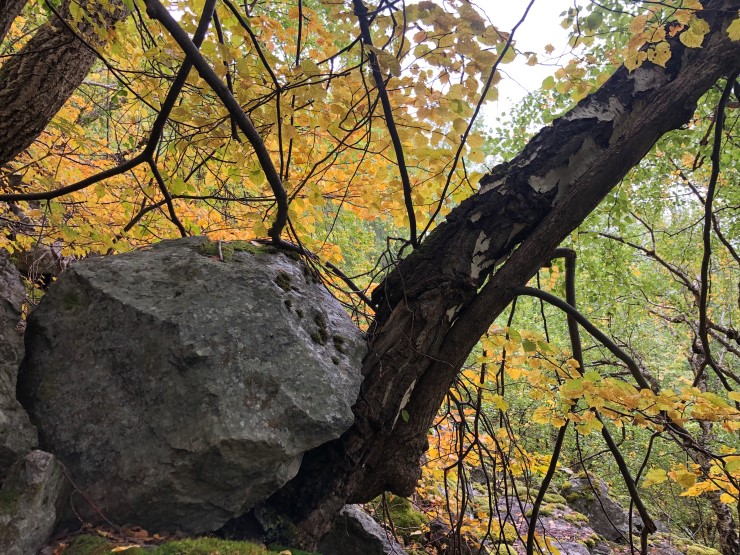 Det er bratt i dei største delane av tilbodsområdet på Loftesnes. Steinsprang er ikkje uvanleg i dei bratte liane. Trea ber preg av skadar frå ramlande stein, og bidreg med å stoppe dei frå vidare ferd ned lia. Sår i trea gjev også grobotn for sopp, lav og insekt. 