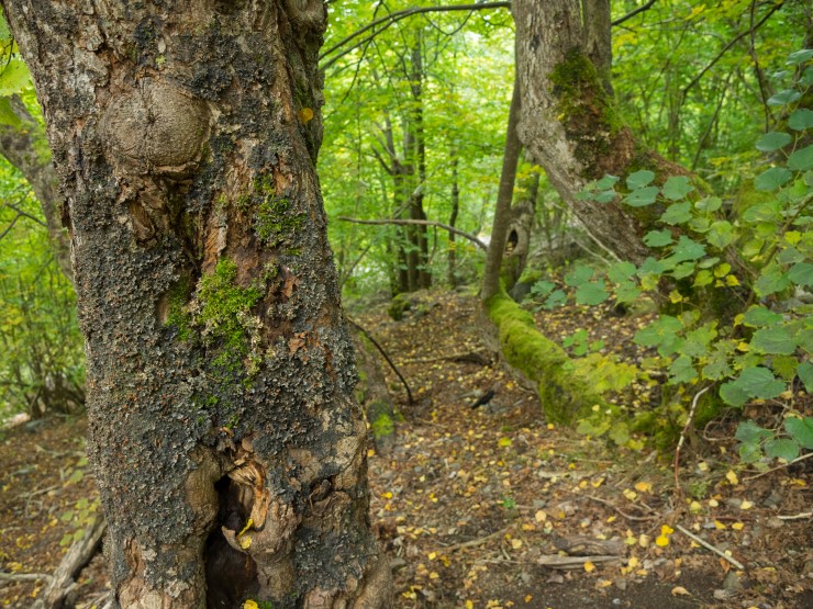 Lind er eit edellauvtre og trivst berre i avgrensa, varme lommer i fylket. Lind kan ha tydinga "skjold" som skildra i Snorre-Edda, og vikingane brukte treet for å lage skjold grunna gode eigenskapar som låg vekt og fordi det er lett å skave i. Lind er ein viktig levestad for biomangfald, kanskje av same grunn?