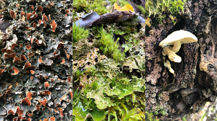 Sopp og lav veks godt på trea i det tilrådde naturreservatet på Loftesnes. Dei har ofte spesifikke krav til leveområde, og det er sjeldan tilfeldig kor enkelte slår seg ned. Insekt er også avhengig av tre i alle livsfaser, og død ved er som reine burettslag å rekne. 
