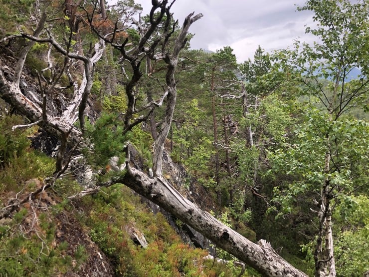 Der det finst mykje død ved finst det også mykje  liv. Insekt, sopp, lav og mose, og ei lang rekke fuglar treng død ved for å leve livet sitt. Skogen her i Kudalen har plass til mange artar. 