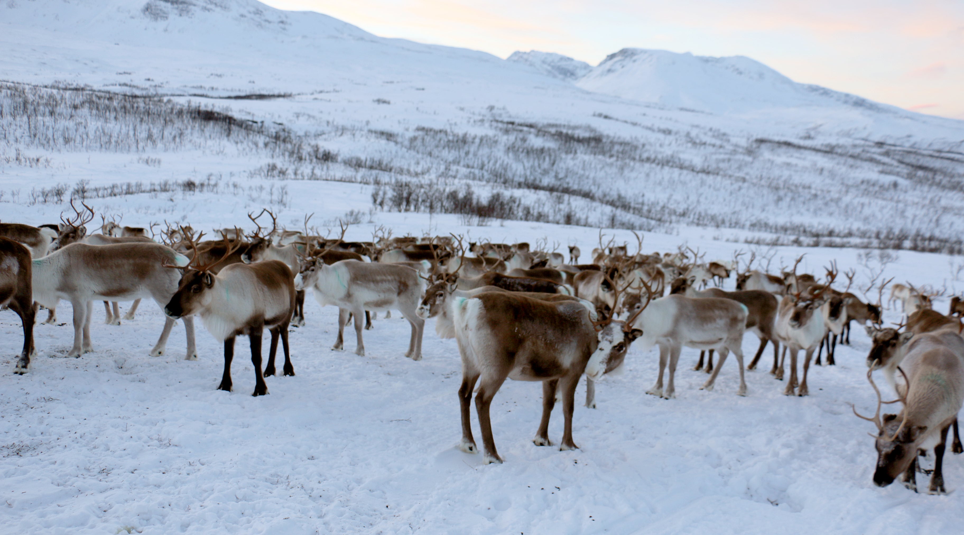 Reinflokk i vinterlandskap med fjell i bakgrunnen