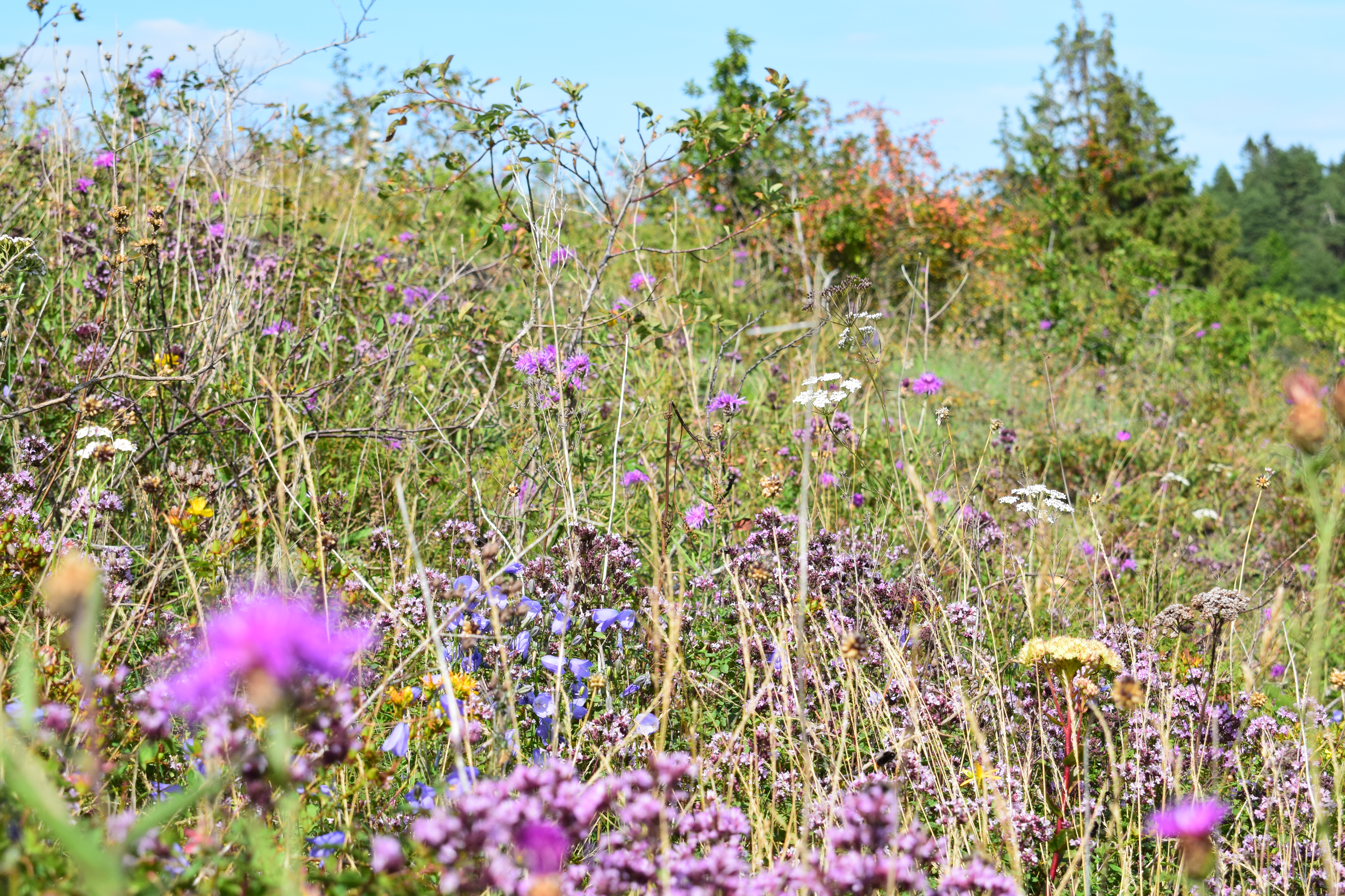 Fargerik blomstereng 