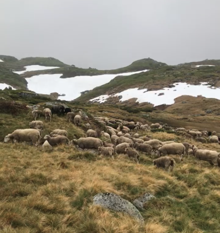 Sauer på beite, snø, fjell, himmel