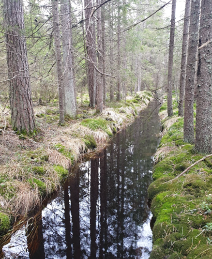 Grøft i myr. Viser vann i en grøft i skogen.
