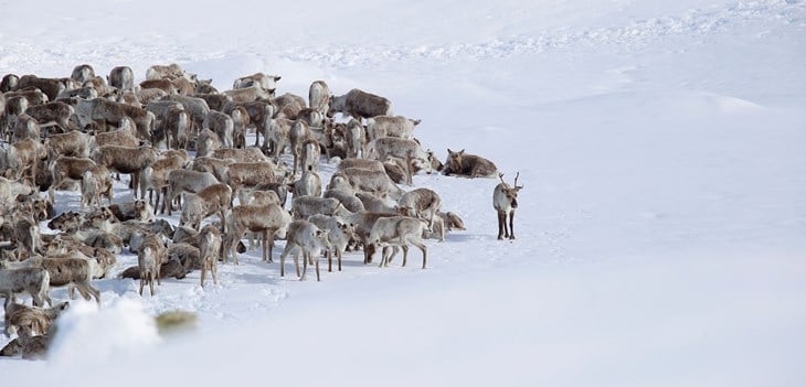 Villreinflokk på snø på Hardangervidda