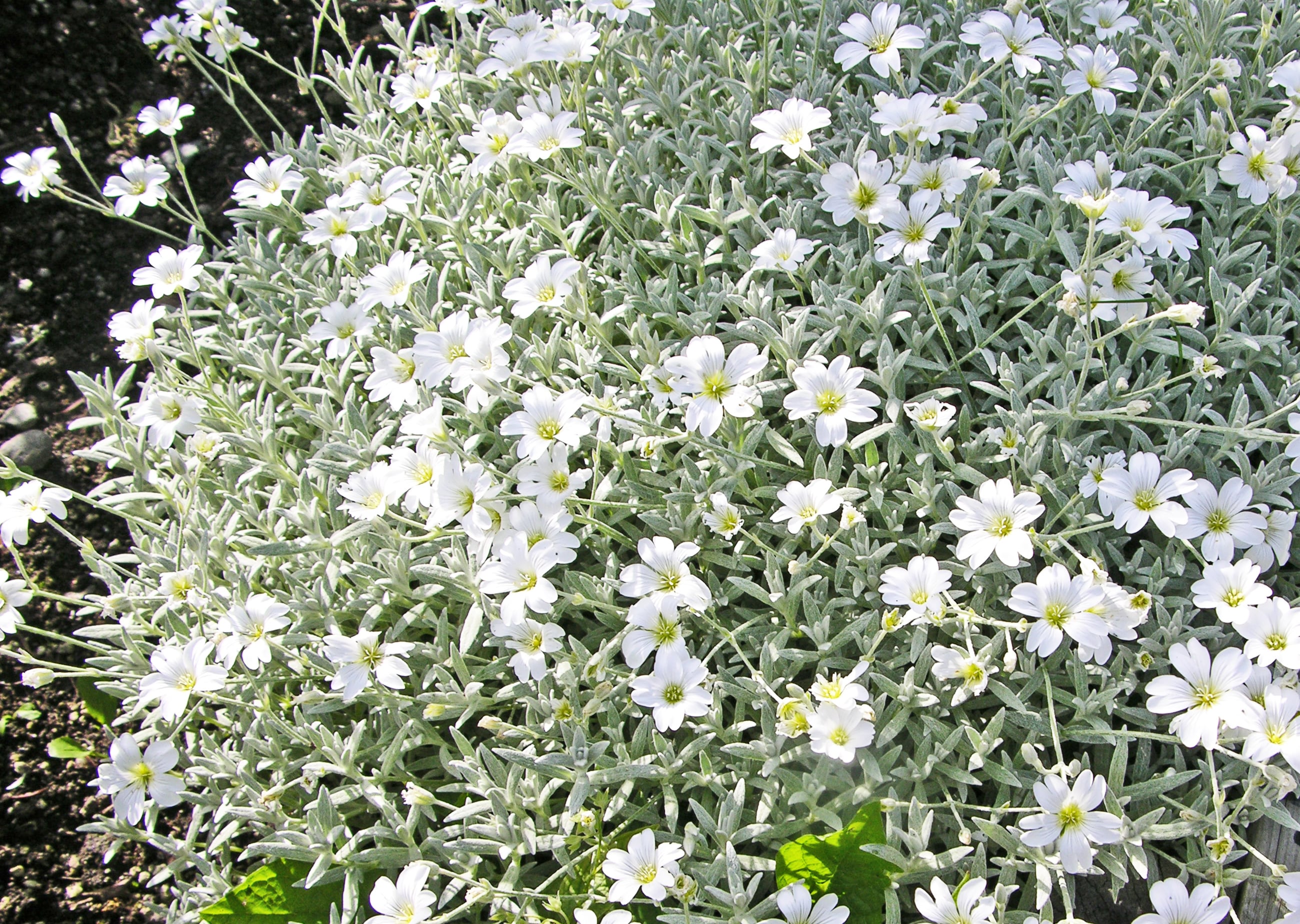 Filtarve i blomst