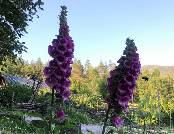 Ville pollinerande insekt, som denne humla, har ofte spesialisert seg på enkelte artar der dei hentar pollen og nektar. Lupinar fortrenger dei stadeigne artane som insekta treng, og sjølv om ein ofte kan sjå mange humler på lupinane er det ikkje bra mat for humler. Dei produserer ikkje nektar og er lett giftige for humlene, slik at resultatet er mindre bol og færre nye humledronninger. Humla på biletet har sett seg ut ei revebjelle å besøke. 