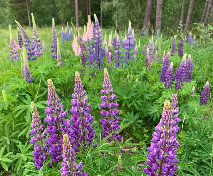 Lupinar utgjer eit trugsmål mot naturmangfaldet der den får spreie seg fritt. Den er vakker, men den fortrenger andre stadlege artar som til dømes prestekrage, tjøreblom og blåklokke. Bli ein lupinjeger og fjern lupinane i ditt lokalmiljø!