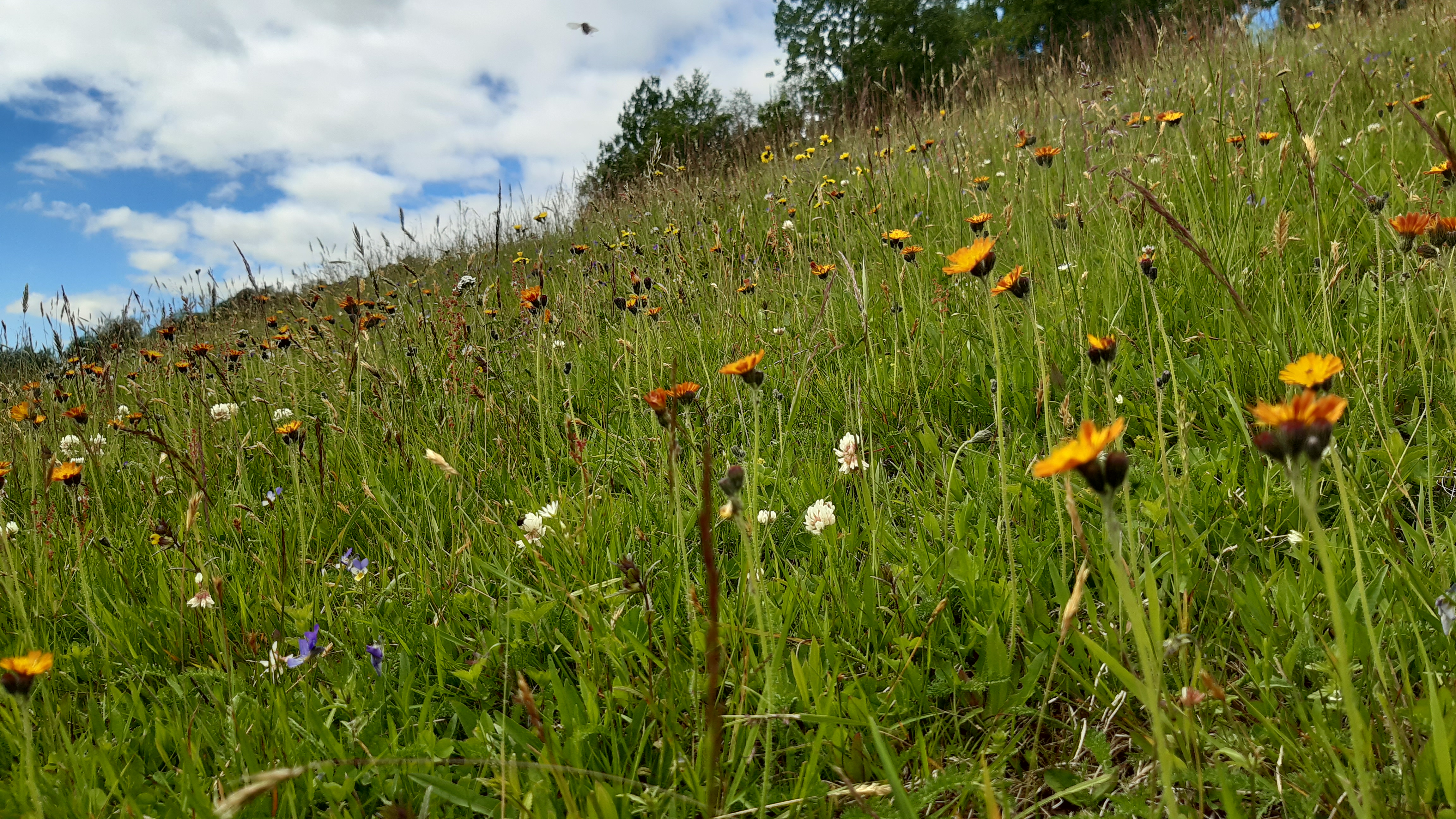 I sl&aring;tteenga p&aring; S&oslash;re &Aring;ker p&aring; Geilo blomstrer blyttsveve Pilosella blyttiana (NT) sammen med en rekke andre arter. Foto: Ellen Svalheim